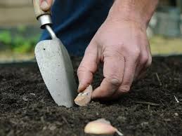 Cara menanam bawang putih di polybag · masukkan tanah yang telah dikombinasikan dengan pasir maupun sekam padi ke dalam polybag. Cara Menanam Bawang Putih Di Rumah Cara Bercocok Tanam