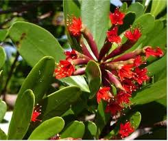 Image result for mangrove merah