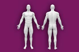 interactive human anatomy front back
