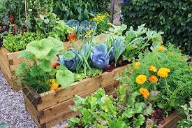 When To Plant Summer Veg Growing