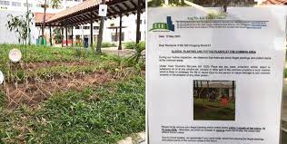 illegal planting singapore