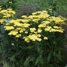 Full sun or part shade plant information type: 16 Yellow Perennials Walters Gardens Inc