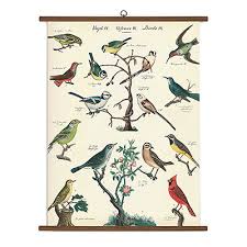Cavallini Co Bird Chart Vintage School Chart