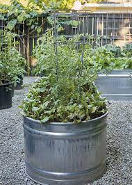 how to grow vegetables in a galvanized