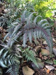 How To Propagate Ferns