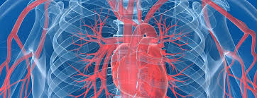 How do 1 create a concept map? Anatomy And Function Of The Coronary Arteries Johns Hopkins Medicine