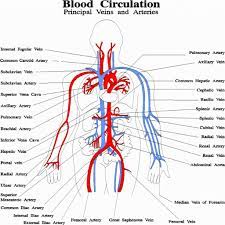 These carry deoxygenated blood back to the heart, and they increase in size as they get closer to the heart. 32 Label The Major Arteries And Veins Labels For Your Ideas