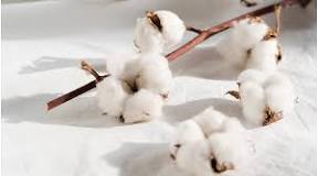 El algodón pima y sus beneficios. ¡Descúbrelos! – Plumas Home
