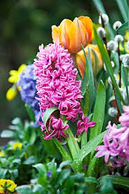 Frühlingsblumen für den sachunterricht gs 1 2. Hyazinthen Sind Klassische Fruhlingsblumen