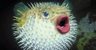 The puffer fish is the second most poisonous creature in the world, after the golden poison frog. Newest Hobby Putting Donald Trump S Mouth On Pufferfish 14 Pics Bored Panda