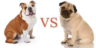 English Bulldog Vs Pug What You Need To Know About Each Dog