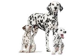 I am located near avonmore ontario. The Cost Of Dalmatian Puppies Adult Dogs With Calculator Petbudget Pet Costs Saving Tips