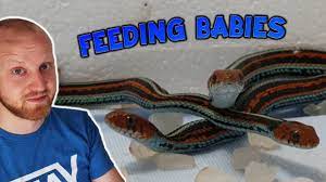 how to feed baby garter snakes you