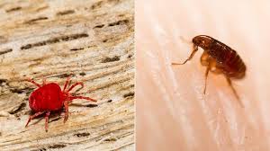 mite and flea bites