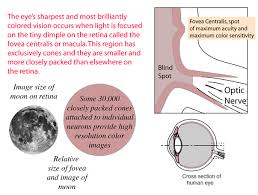 the retina of the human eye