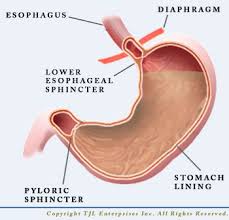 Image result for lining of the stomach