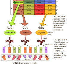 the genetic code