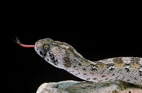 They are also known as vipers incoming. Pill Takes The Bite Out Of Viper Venom Scientific American