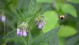 is-comfrey-poisonous-to-livestock