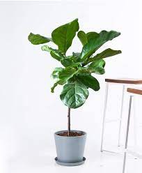 plants plants delivery to