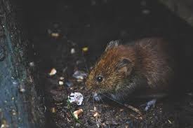 One of the easiest ways to chase voles away is to have a cat but not everyone can have a feline friend to. How To Get Rid Of Voles Best Pest Control Casper Wyoming