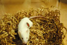 mouse facts habits habitat types of
