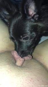 Animal licking porn