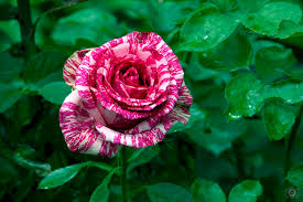 beautiful rose bicolor background
