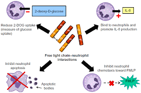 polyclonal free light chains promising