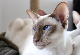 These beautiful points create different patterns, like the flame point siamese. Flame Point Siamese What You Need To Know About This Coloration