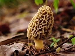 A Beginners Guide To Hunting Morel Mushrooms Field Stream