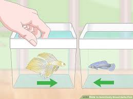 How To Selectively Breed Betta Fish With Pictures Wikihow
