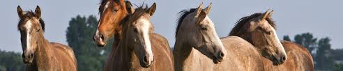 Résultats de recherche d'images pour « photo de chevaux »