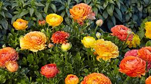 Local plants delivered near me. How To Grow Ranunculus Garden Gate