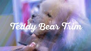 toy poodle in a teddy bear trim