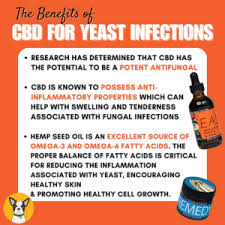 yeast infections in dogs