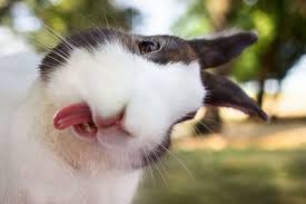  Derpy Bunny Binatang Lucu Humor Hewan Lucu Gambar Hewan Lucu