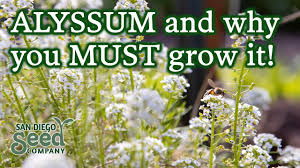 planting alyssum flower seeds for a