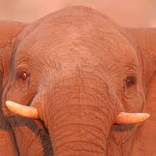 African Elephant Facts Elephants For Africa