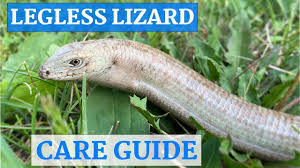 124 legless lizard stock video clips in 4k and hd for creative projects. European Legless Lizard In Depth Care Guide Youtube