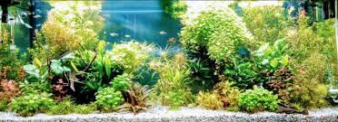 Substrates For A Planted Aquarium