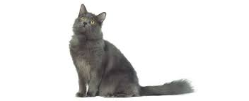 The nebelung cat is an american breed created by a woman named cora cobb. Nebelung Cat Breed Profile Petfinder
