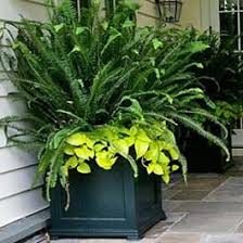 Plastic large window deck box planter, green (22) model# daydb2755. Large Black Planter Boxes With Sword Ferns Growing Out Porch Flowers Flower Boxes Window Boxes