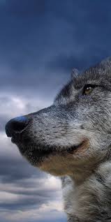 gray wolf wallpapers for