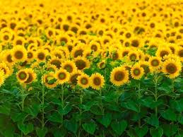 Magical Sunflower Fields In California