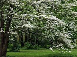 77 Flowering Trees With Names And Pictures