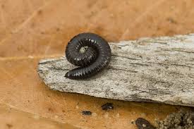 Portuguese Millipedes Agriculture And Food