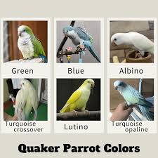 parrot quaker personality sounds
