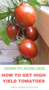 7 things to put on tomato planting hole