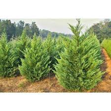 Green giant has a symmetrical, conical shape. Buy Leyland Cypress Online Privacy Plants Bay Gardens